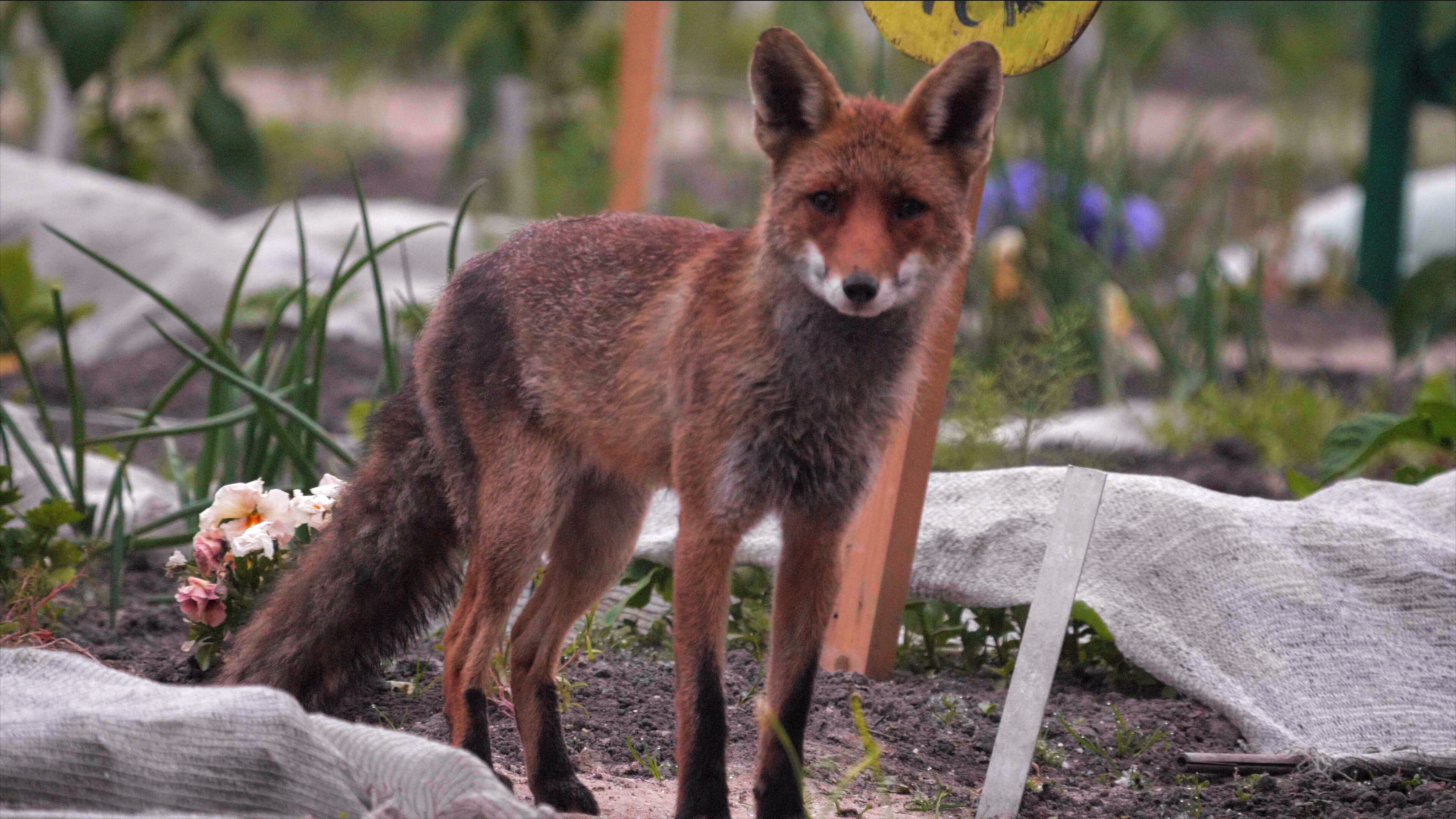 De Schooltuin St 3 Sd High