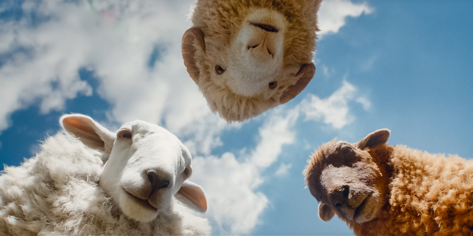 De Schapenspeurders St 2 Jpg Sd High 2026 Amazon Content Services LLC All Rights Reserved